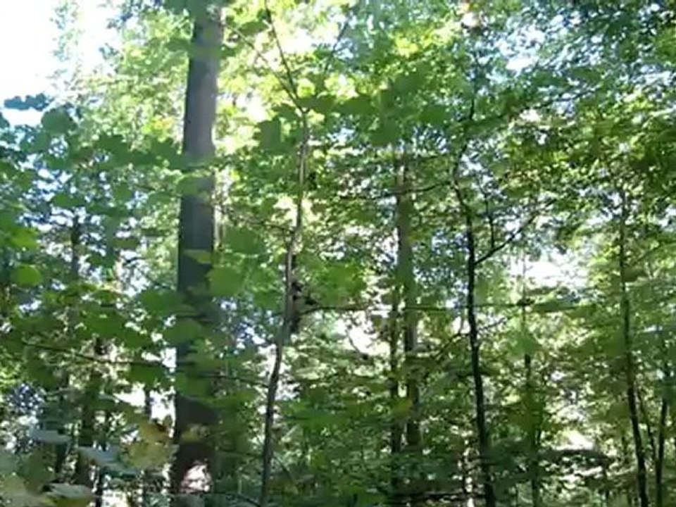 C1-C2 Redewendung: den Wald vor lauter Bäumen ... Hörtext