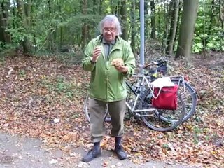 A1 Thema Pilze und Essen Krause Glucke gefunden Tips fürs Essen