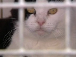 Vacances et animaux de compagnie : ils partent avec vous ?