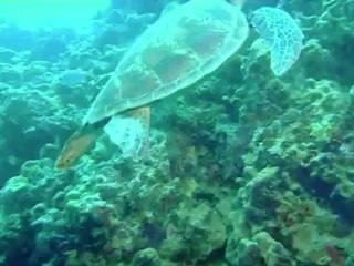 Maior rede mundial de preservação