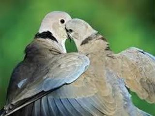 masaj salonu masoz kadıköy istanbul anadolu  masaj salonlar