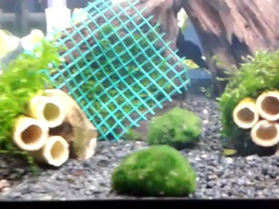 Christmas Moss Çalışmamın Neticesi