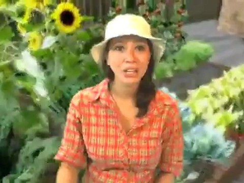 Bird Bath Hammered Copper Bowl w/ Rim Birdbath Review