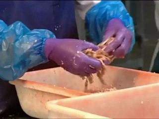 Les travailleurs de l'ombre