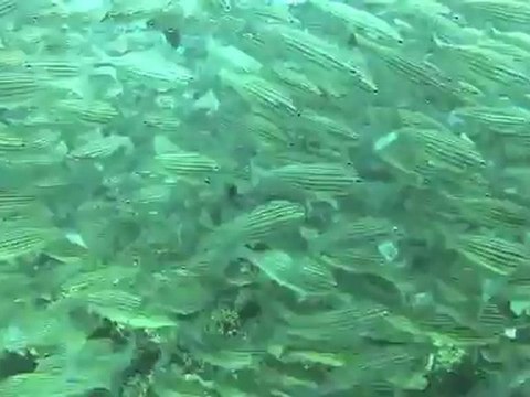 Whale Sharks, Turtles and Rays in the Galapagos