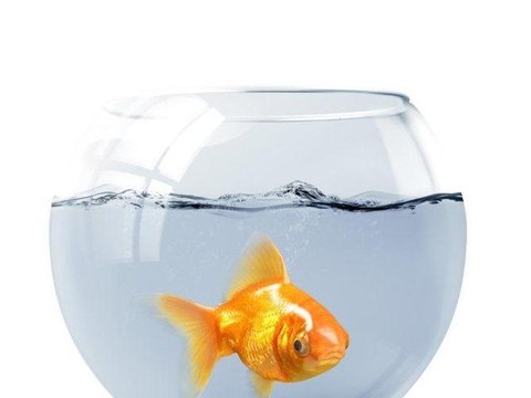 Comment nourrir ses poissons ?