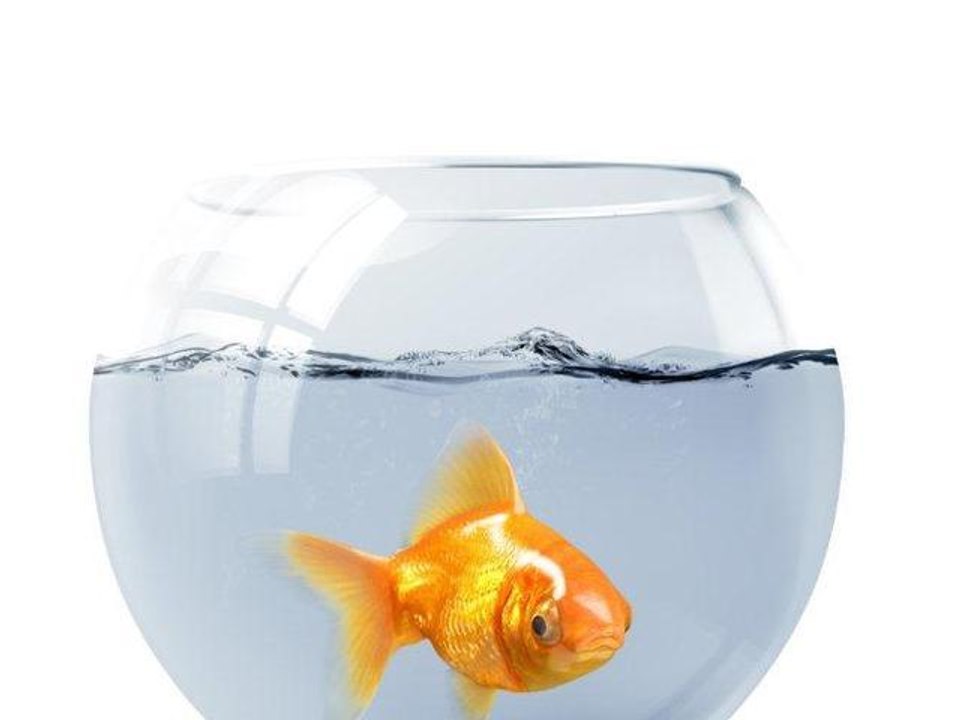 Comment nourrir ses poissons ?