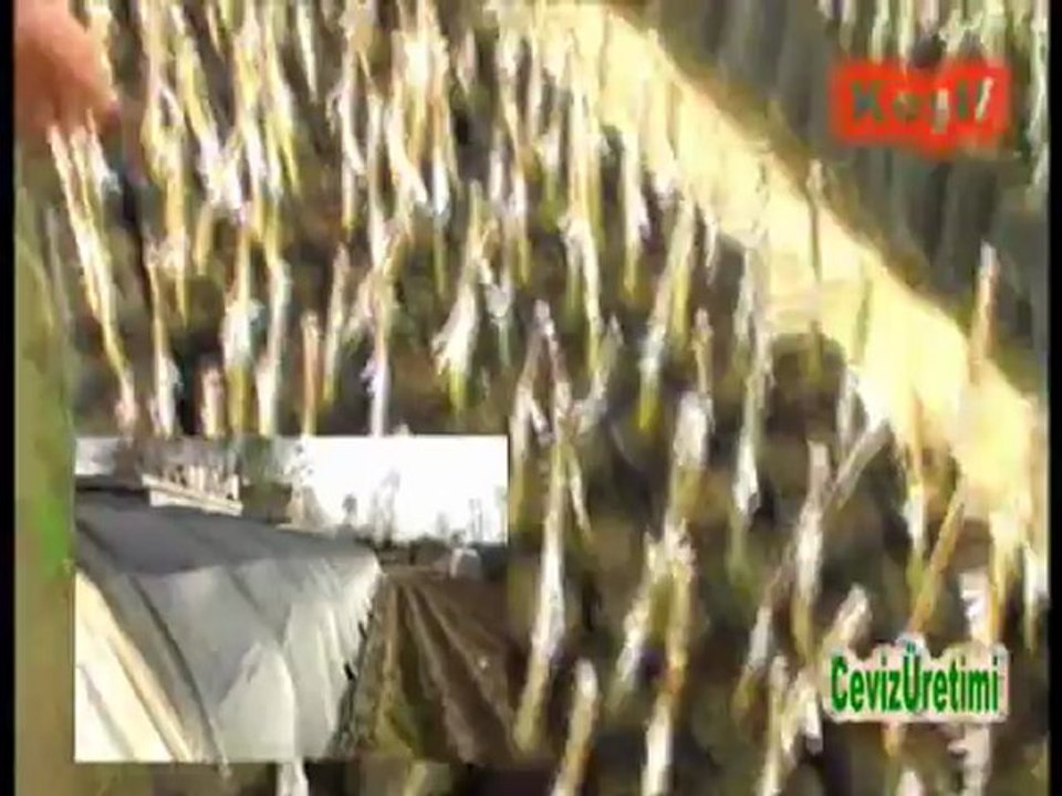 cevizserası-üretimi-erkutşahan-şahantarım-gönen-erginocaktan