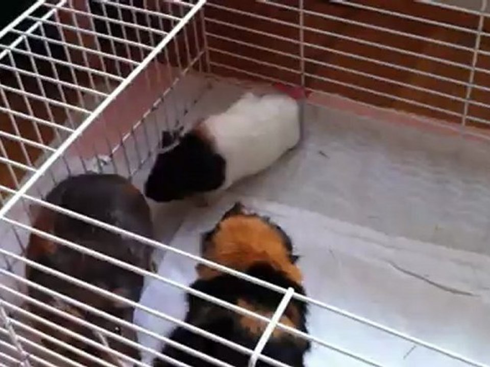 Moka, Eliott et Caramel