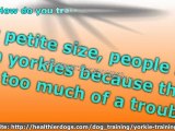 Best Dog Training Tips - Yorkie Training