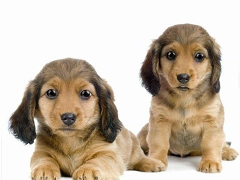 Helpful Puppy Dog Training Tips to Remember