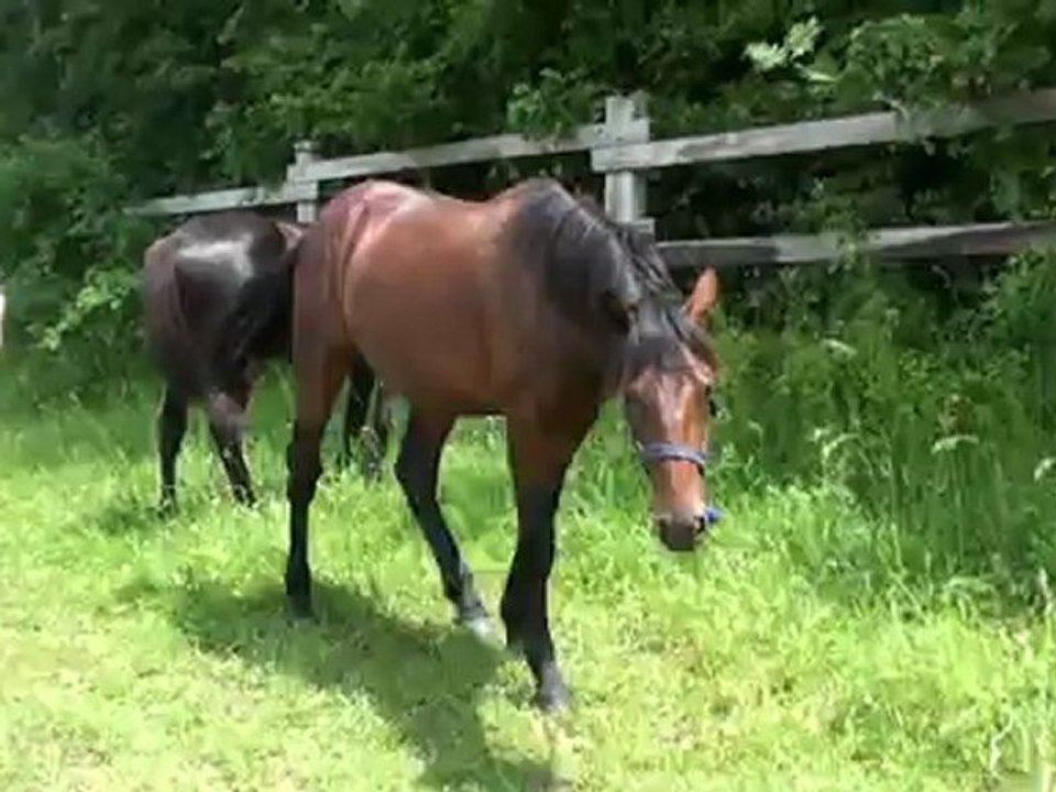 BINGO DU LYS ET BOLERO DU LYS DANS LES PRES DU HARAS DU LYS