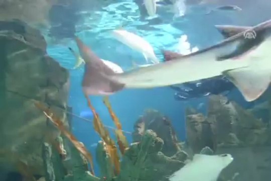 Akvaryuma ziyaretçi akını