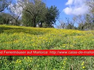 Ferienhaus Finca Mallorca TKH1530