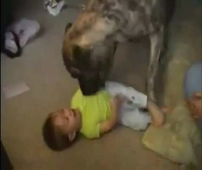 Un chien joue avec un BB