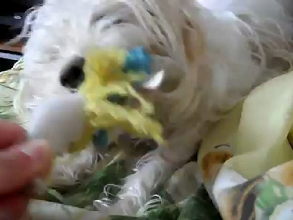 Bichon vs Schtroumpfette