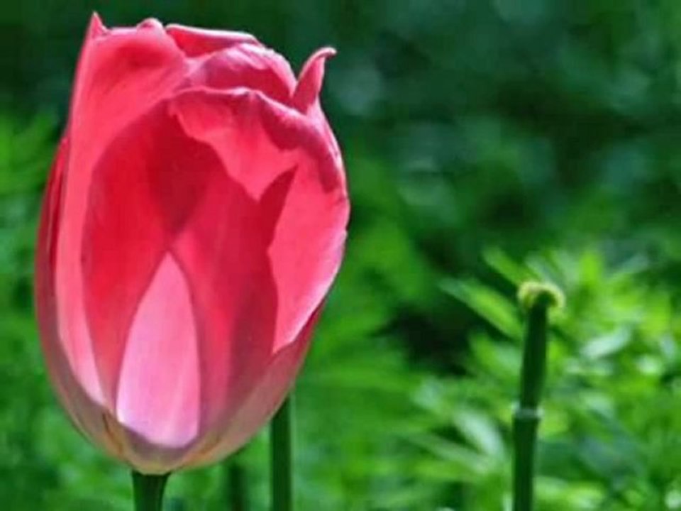 ORHAN   ÖLMEZ       "SENİ    SEVİYORUM"