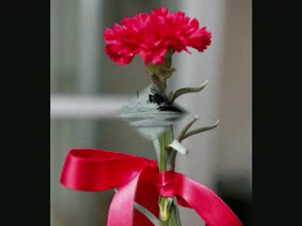 İzlesene.com - Video - mustafa_ ceceli karanfil