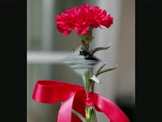 İzlesene.com - Video - mustafa_ ceceli karanfil