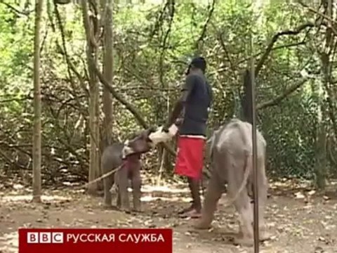BBCRussian - Почему на Шри-Ланке не хватает слонов [H.264 360p]