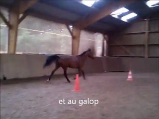 rodeo boiterie apres abcès 06 2012
