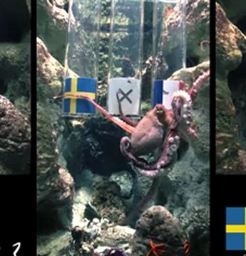 Suède - France : la prédiction de Pierre le poulpe