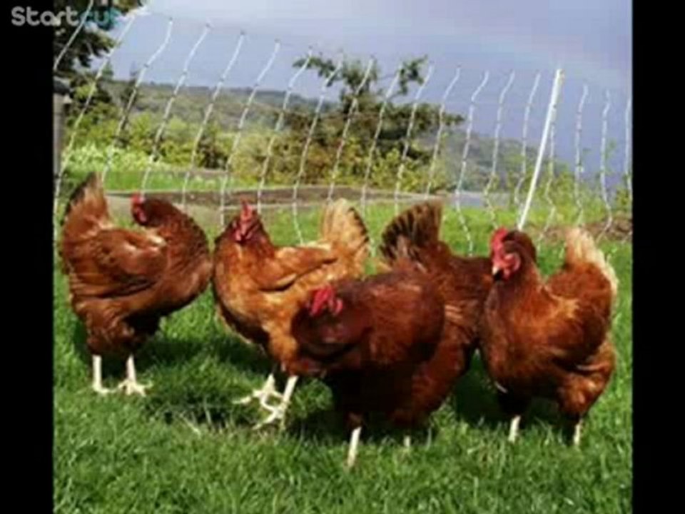 Old MacDonal had a farm
