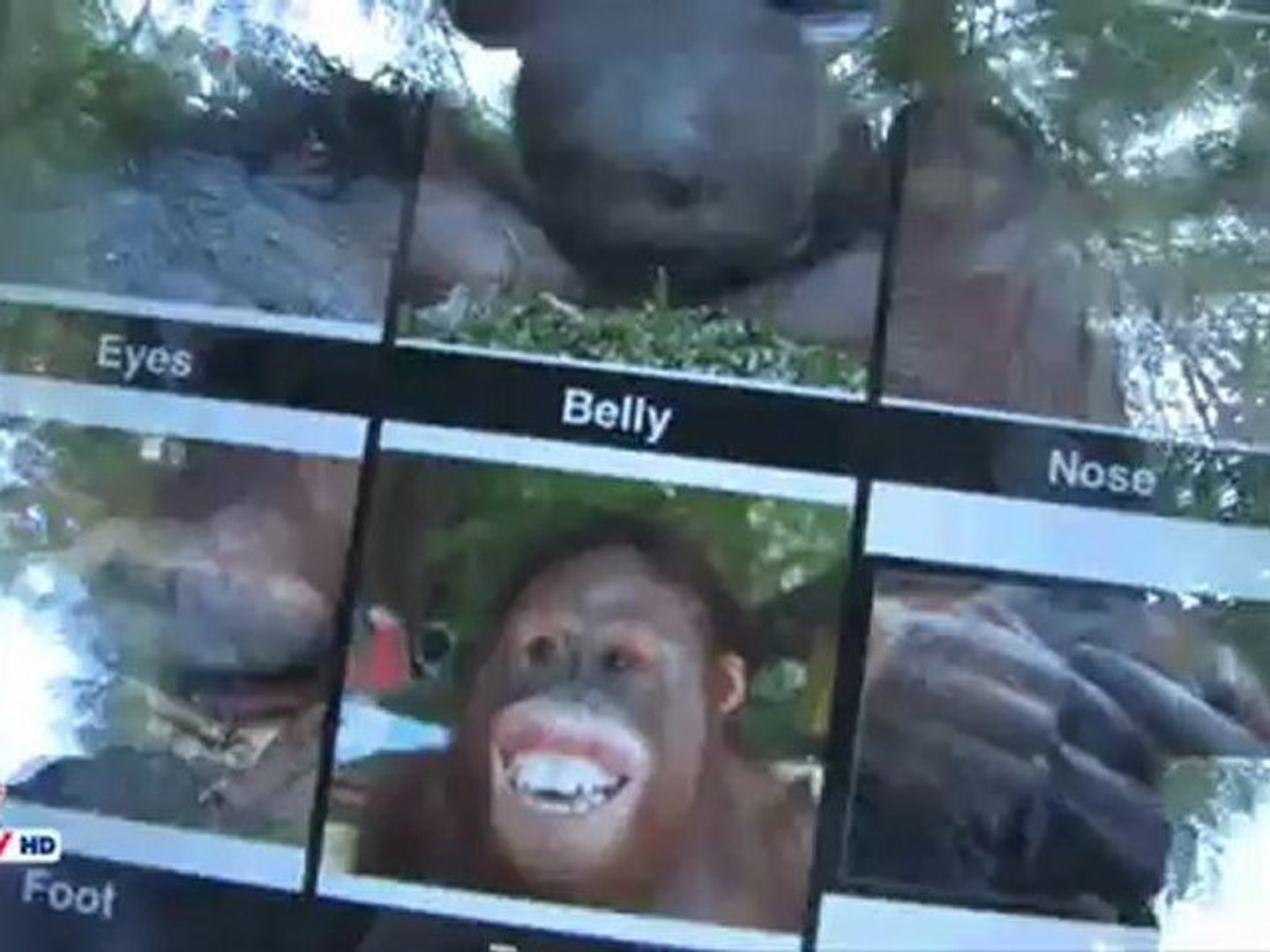 iPad Gives Orangutans A Voice