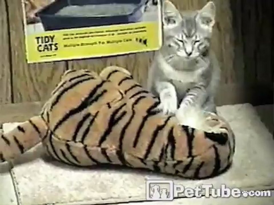 Cat Massages Tiger