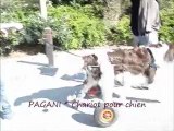 roulette pour chiens paralysés