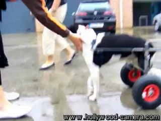 Roulette pour chien handicapé