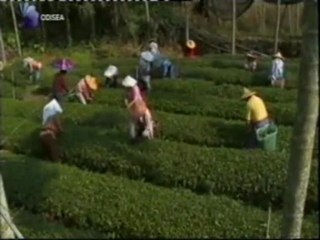 Tea Time: La Historia del Té