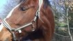 tatiana - jument ONC de 5 ans, 1m68, 1400€ à débattre ou échange contre grand cheval
