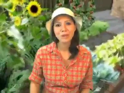 Sturdy Iron and Plexiglass Victorian Bird Feeder, Extra Large Capacity Bird Feeder Review