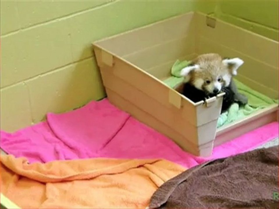 The Ultimate Battle - Mozilla Firefox vs Google Chrome - OS.ALT