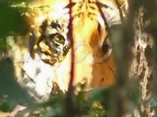 Trip To Jim Corbett national park