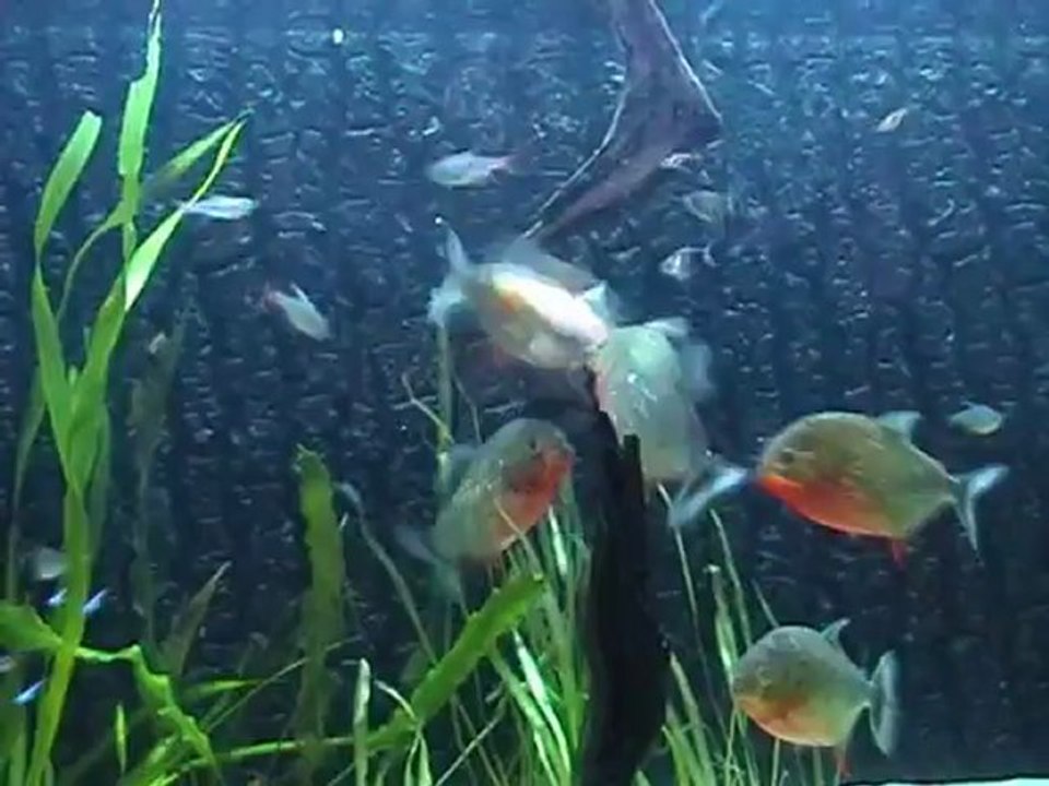 le repas de mes  piranhas