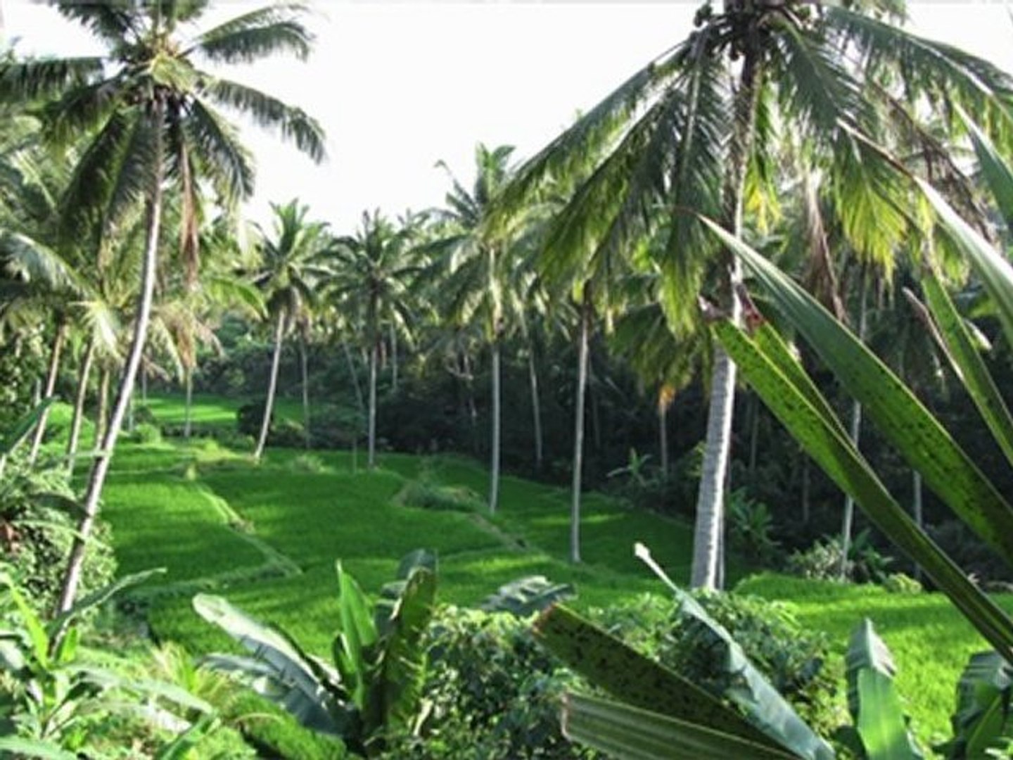 The Art of Travel, Bali Travel Video Guide