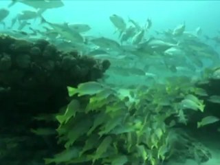 Cabo Pulmo, a reserve threatened by mass tourism