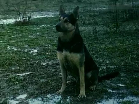 To ja tu na deszczu, wilki jakieś... (Nic śmiesznego)