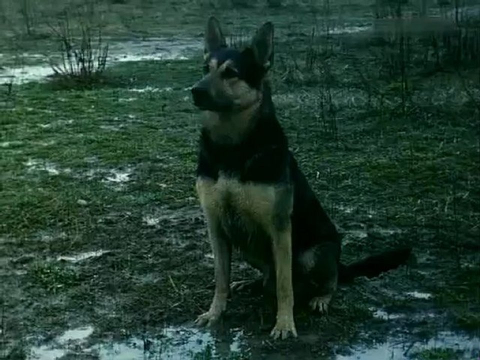 To ja tu na deszczu, wilki jakieś... (Nic śmiesznego)