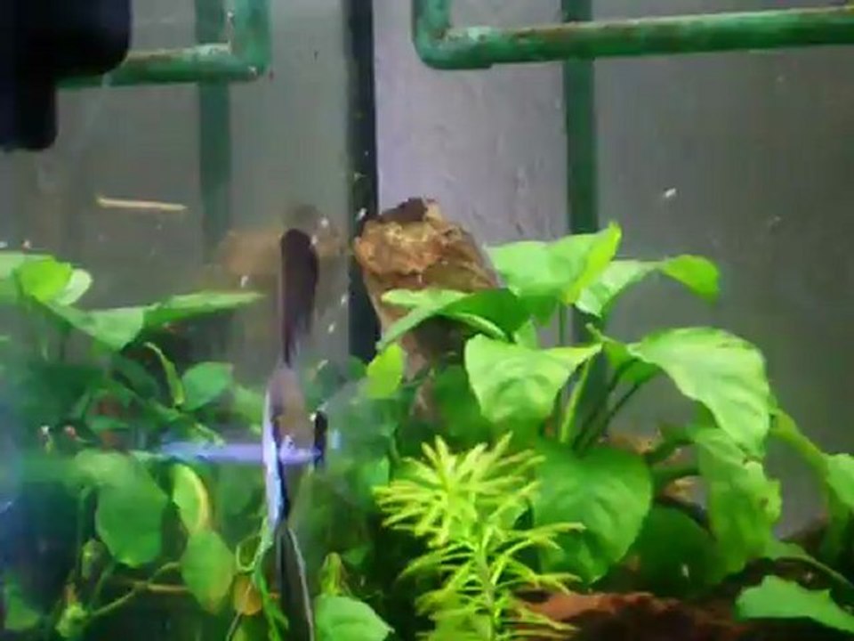 Reproduction scalaires 14, J3 de la nage libre