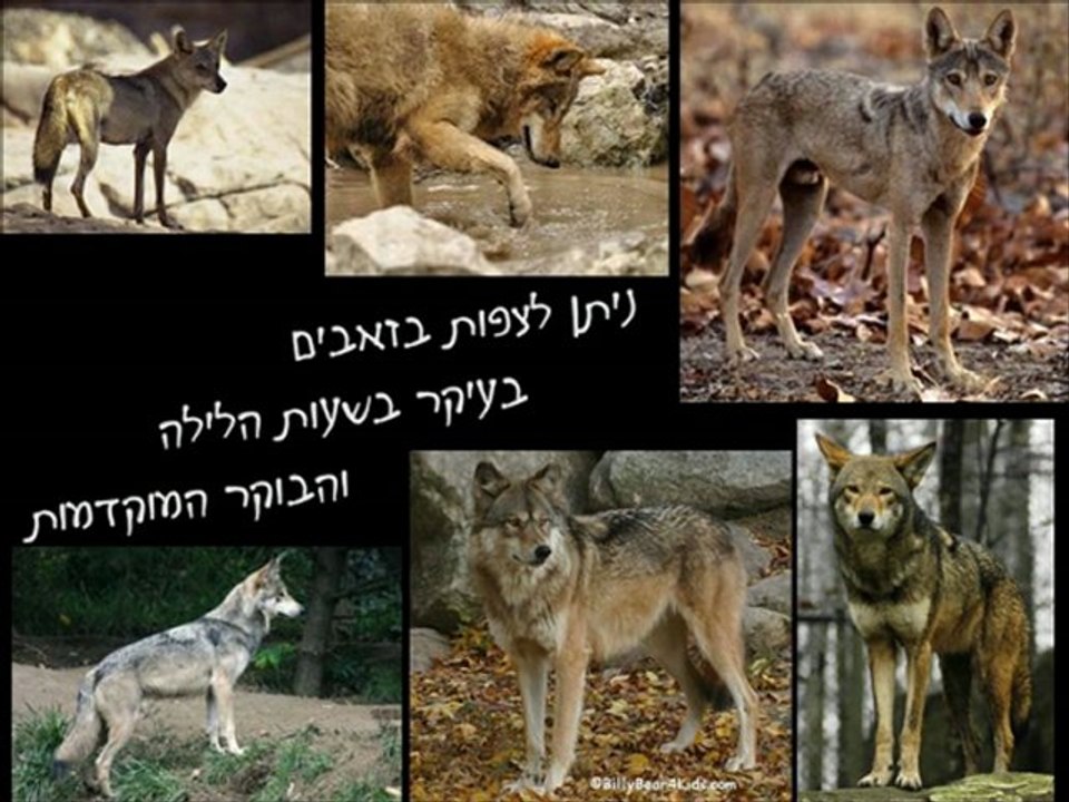 זאבים בספיר ובערבה: איך פוגשים אותם ומה לעזאזל עושים איתם