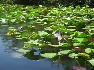 Clement & Alyssa rencontrent des alligators