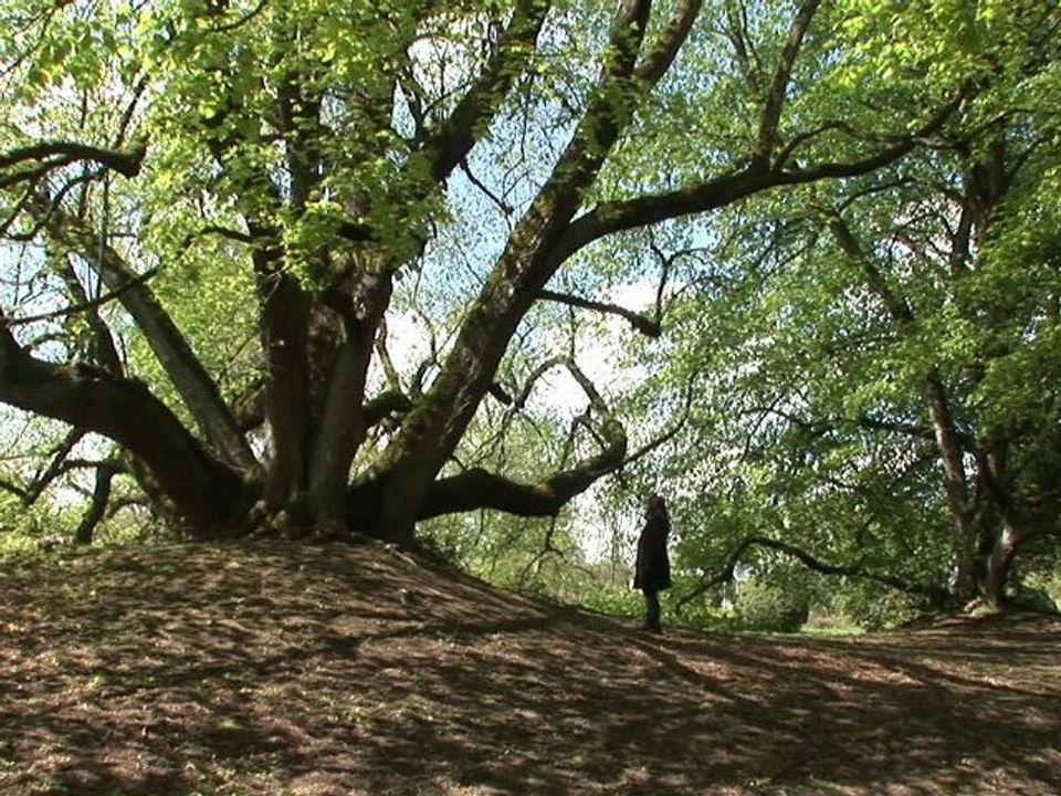 Les projets d'installation in situ de Gaëlle Villedary au château de Mangé. 2012