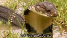 snake king cobra-national geographic