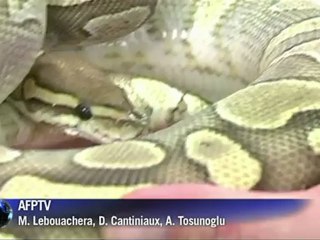 Seine-et-Marne: un homme détenait illégalement 123 pythons