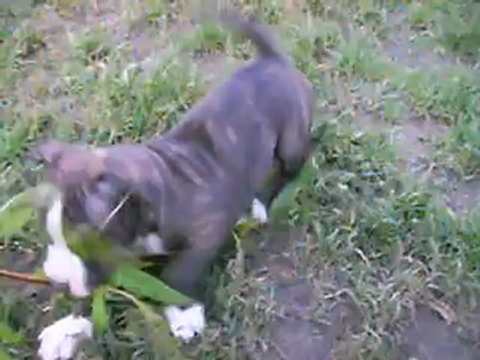 vidéo du 16.06.2012 des 5 fififlles...