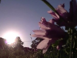 Soleil d'été