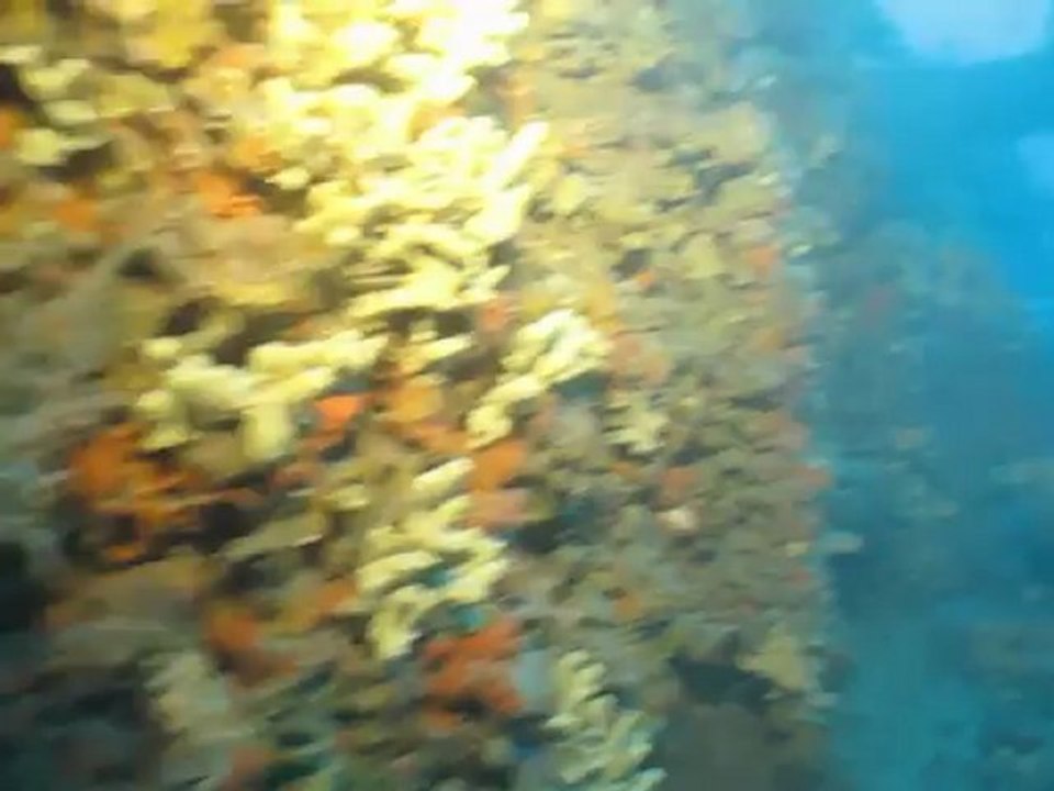 Plongée sur l'épave de la Drome à Marseille